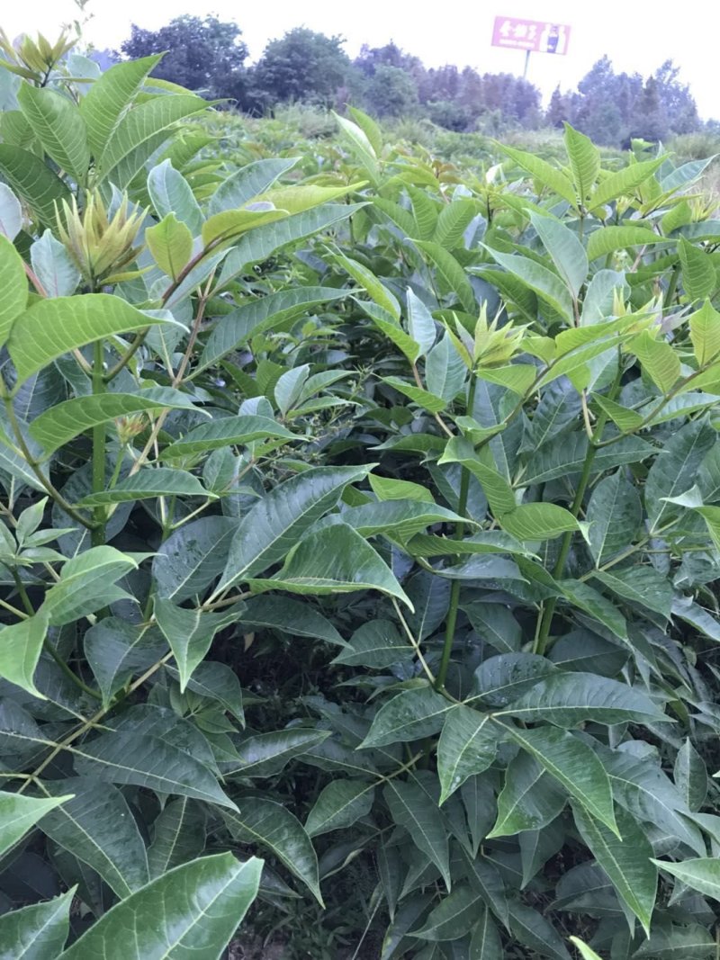 正宗江西中花吴茱萸树苗广西茶辣扦插枝条臭辣子嫁接无芋