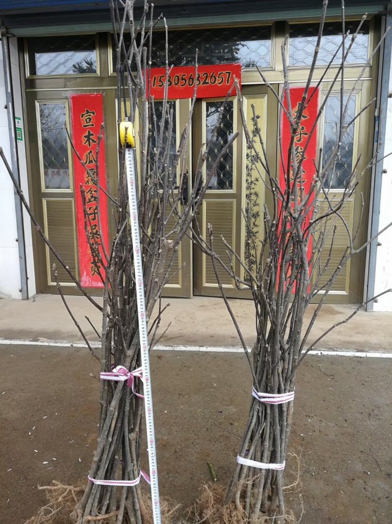 正宗江西中花吴茱萸树苗广西茶辣扦插枝条臭辣子嫁接无芋