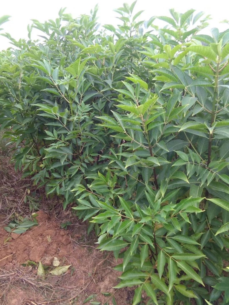 正宗江西中花吴茱萸树苗广西茶辣扦插枝条臭辣子嫁接无芋