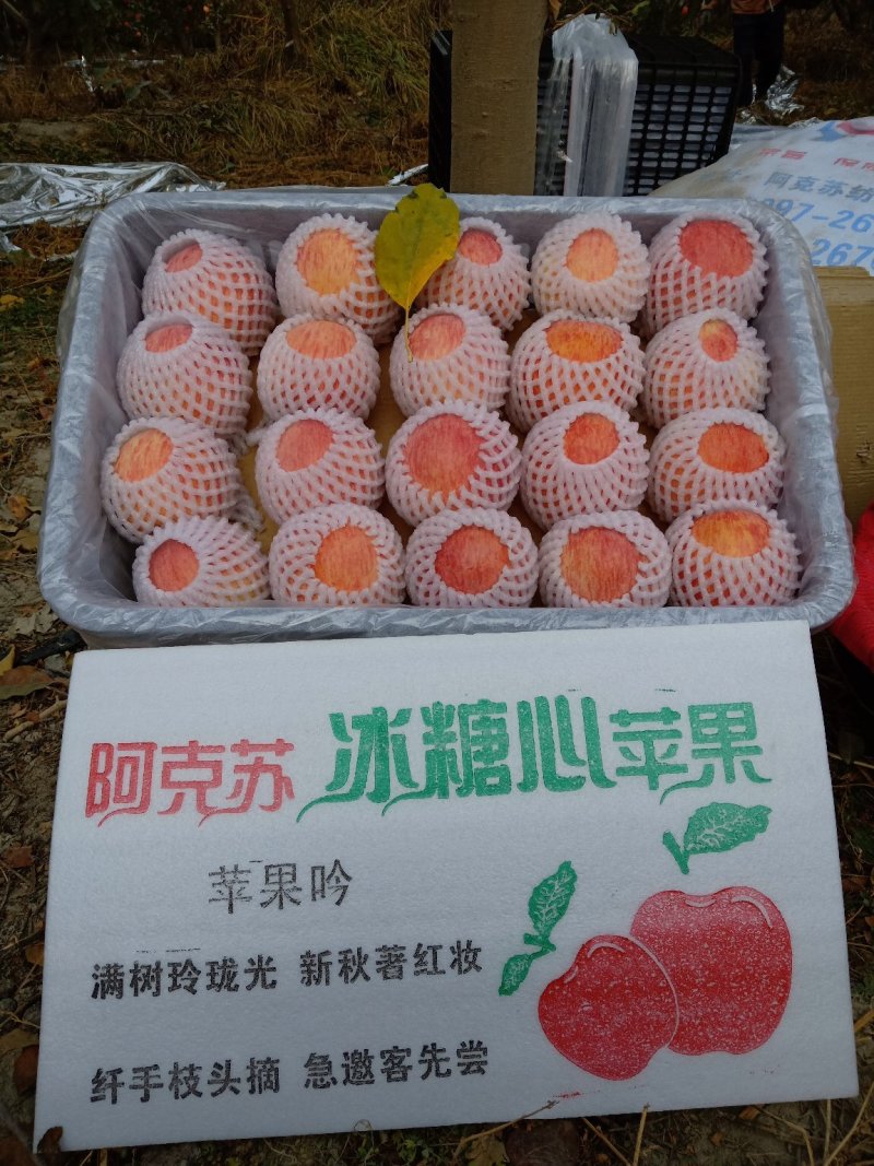 阿克苏冰糖心苹果专业代办整车代发2022年最新报价，