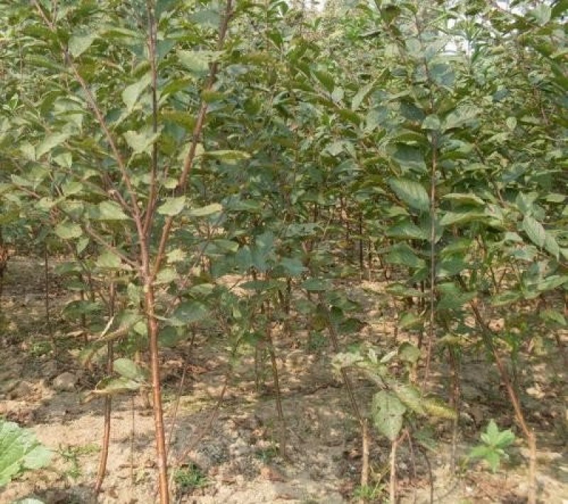 金太阳李子树苗品种齐全假一赔十免费提供种植技术