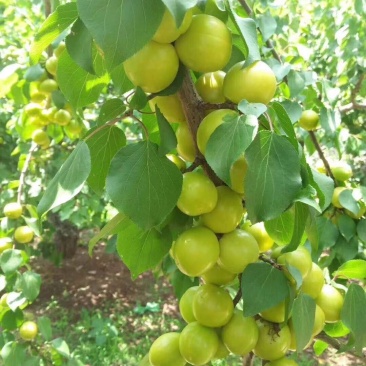 金太阳李子树苗品种齐全假一赔十免费提供种植技术