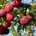 红香妃李子树苗产地直供品种保证纯度免费提供种植技术