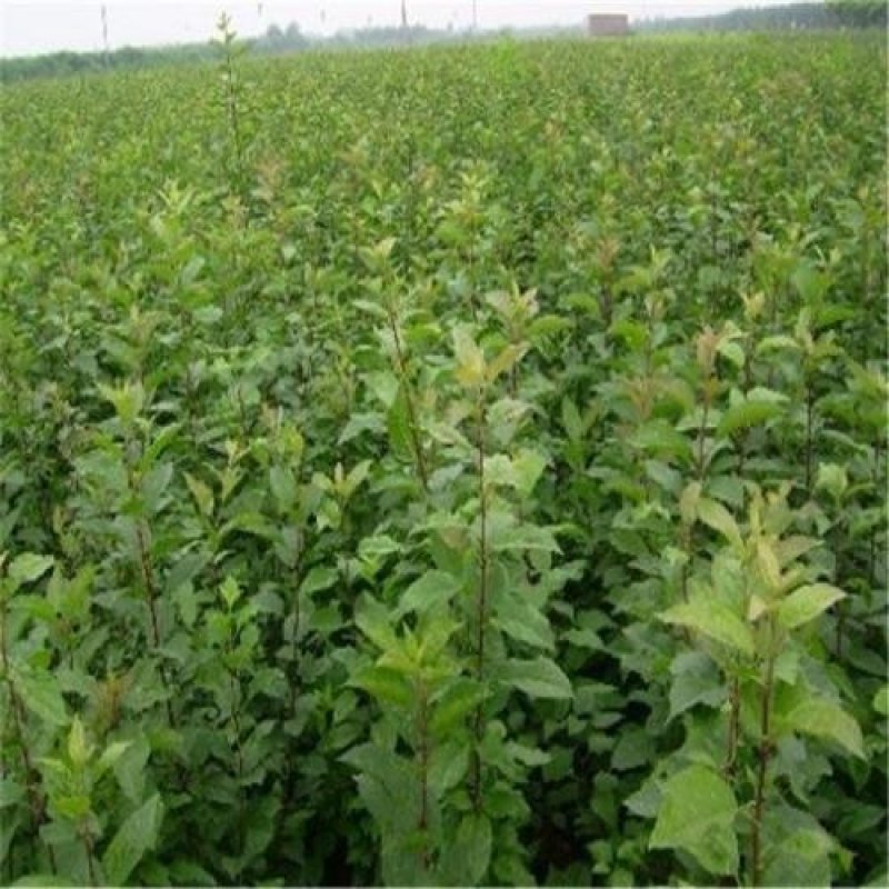 红香妃李子树苗产地直供品种保证纯度免费提供种植技术