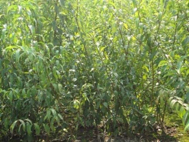 红香妃李子树苗产地直供品种保证纯度免费提供种植技术