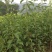 红香妃李子树苗产地直供品种保证纯度免费提供种植技术
