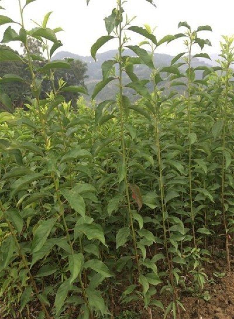 红香妃李子树苗产地直供品种保证纯度免费提供种植技术