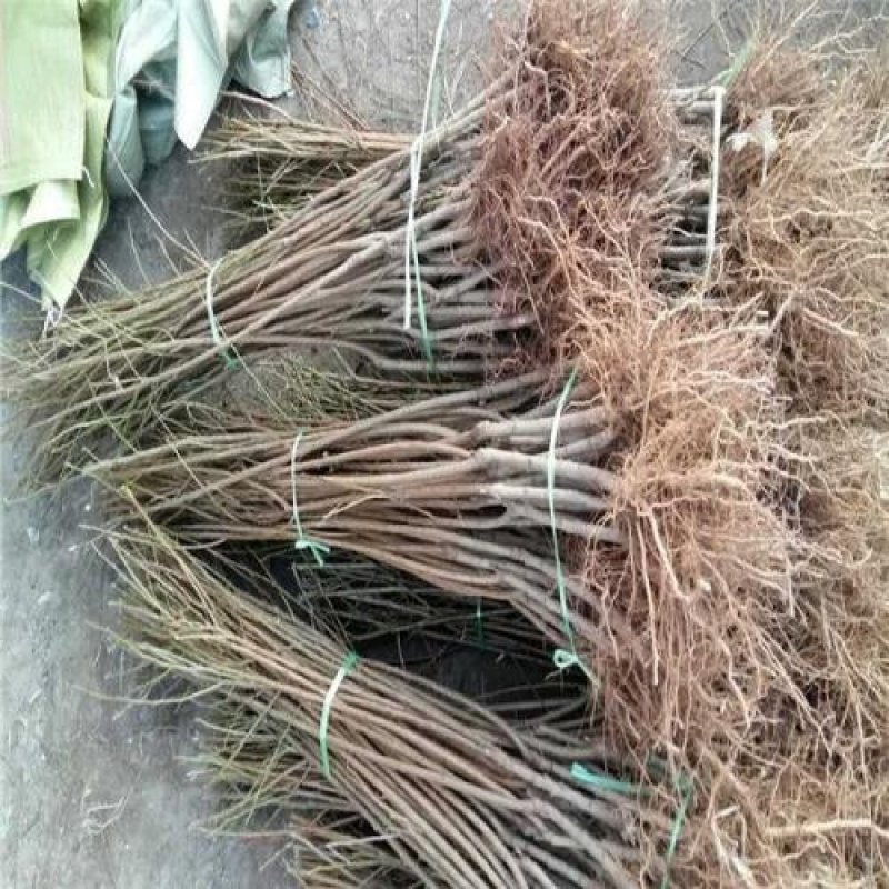 红香妃李子树苗产地直供品种保证纯度免费提供种植技术