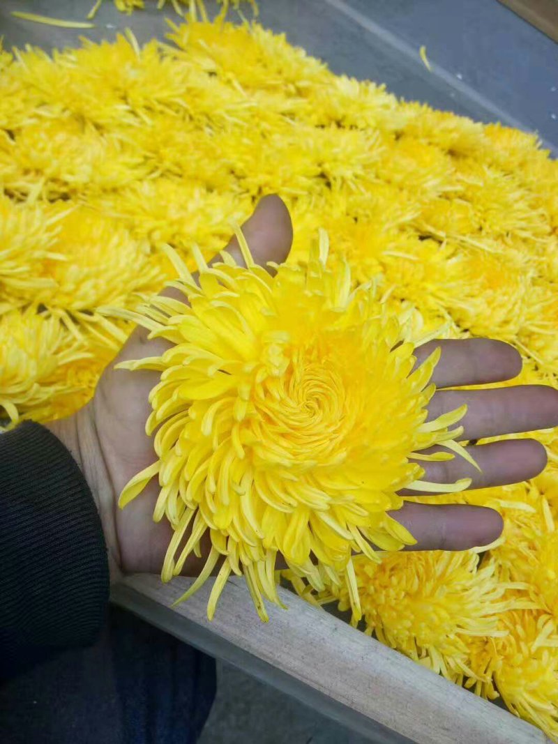 金丝皇菊