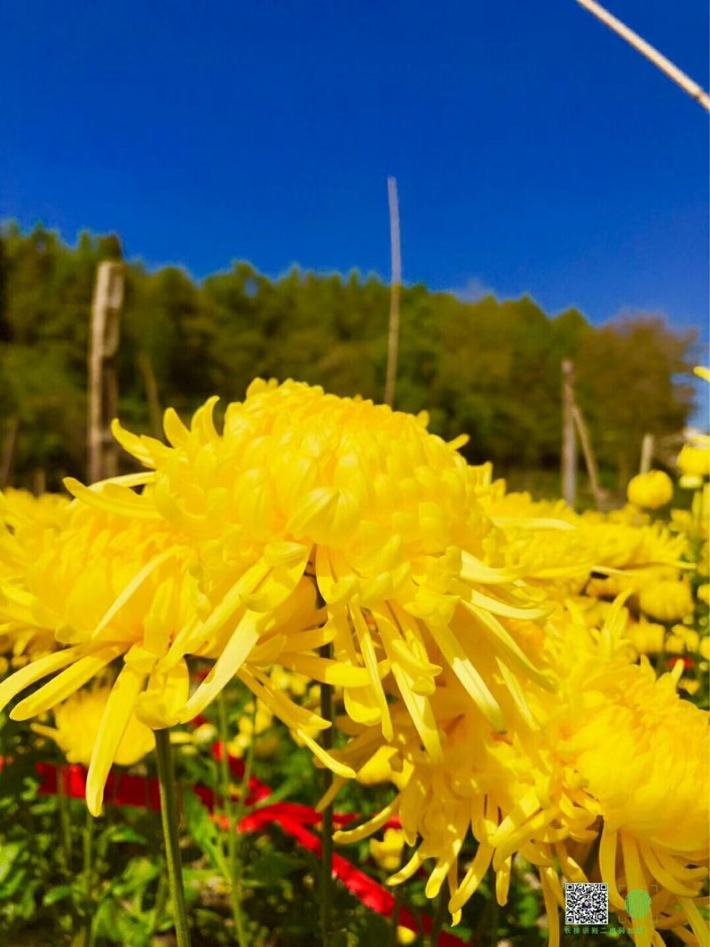 金丝皇菊