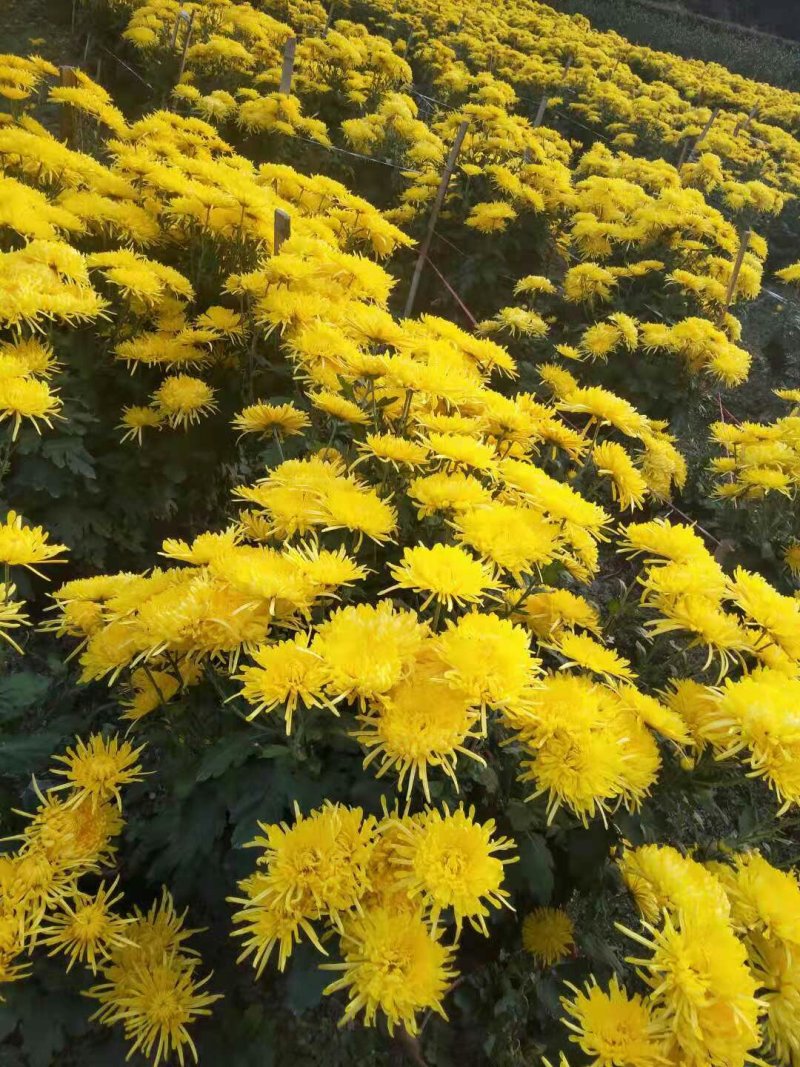 金丝皇菊