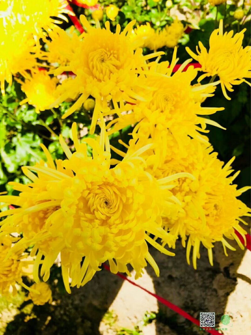 金丝皇菊