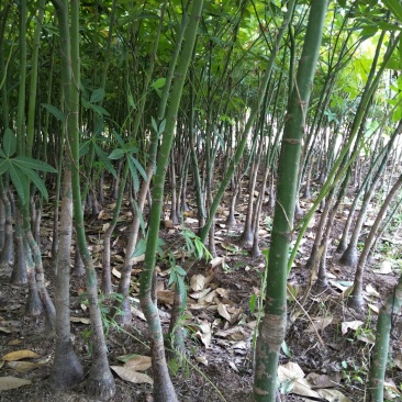 发财树头产品优种植三年个头大，包成活