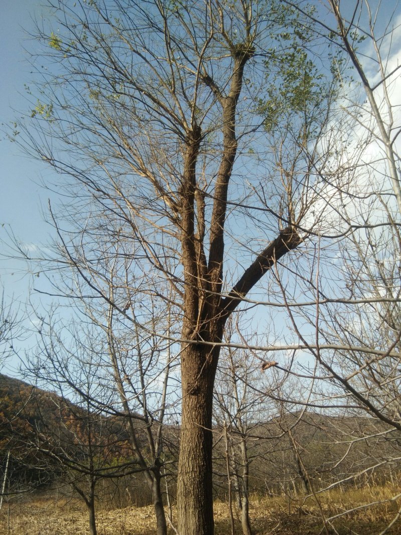 茶条槭