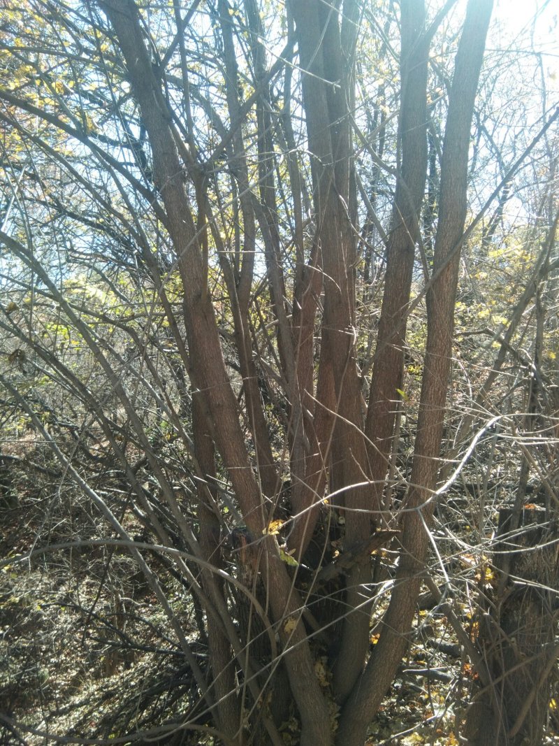 茶条槭