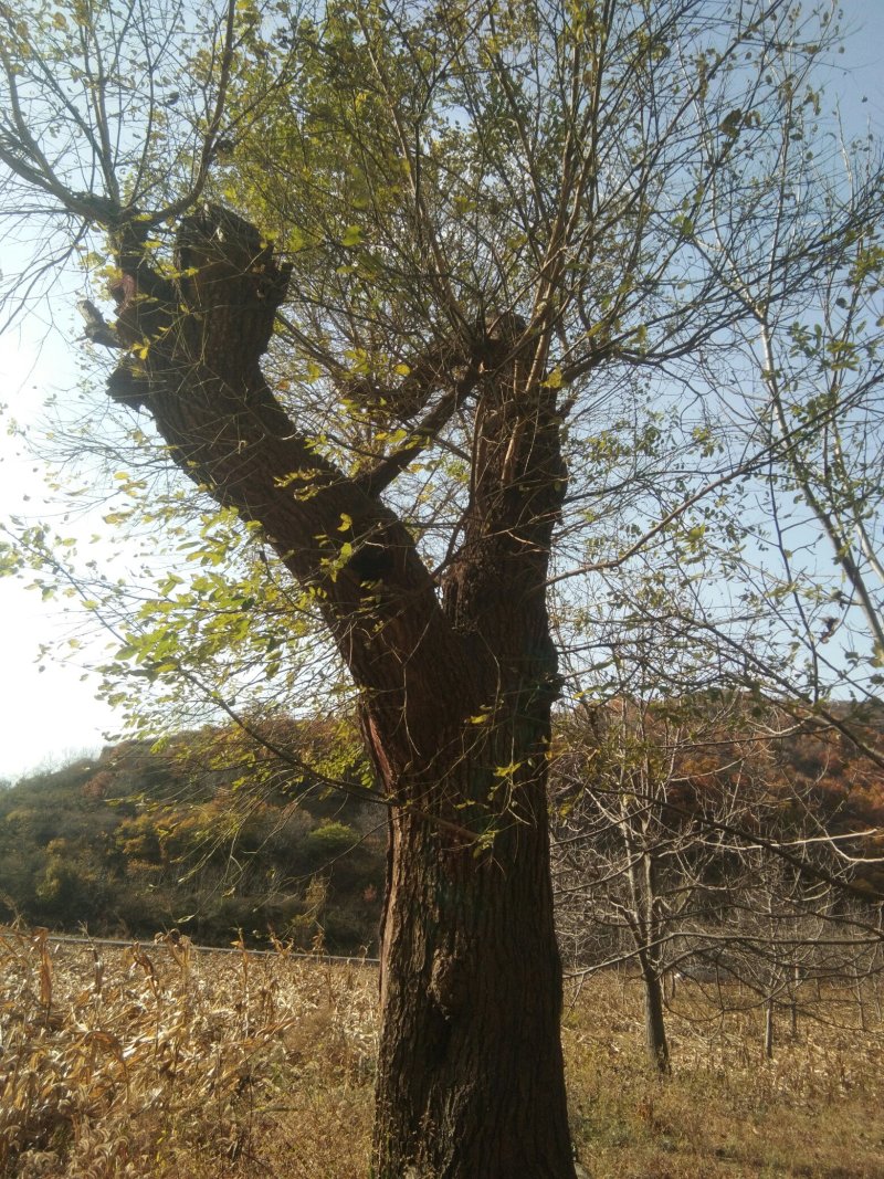 茶条槭
