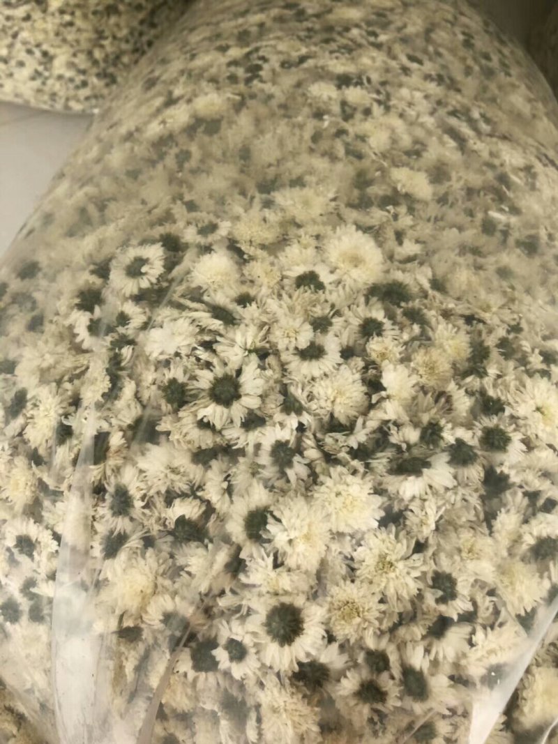 黄山贡菊