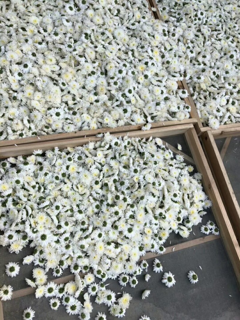 黄山贡菊