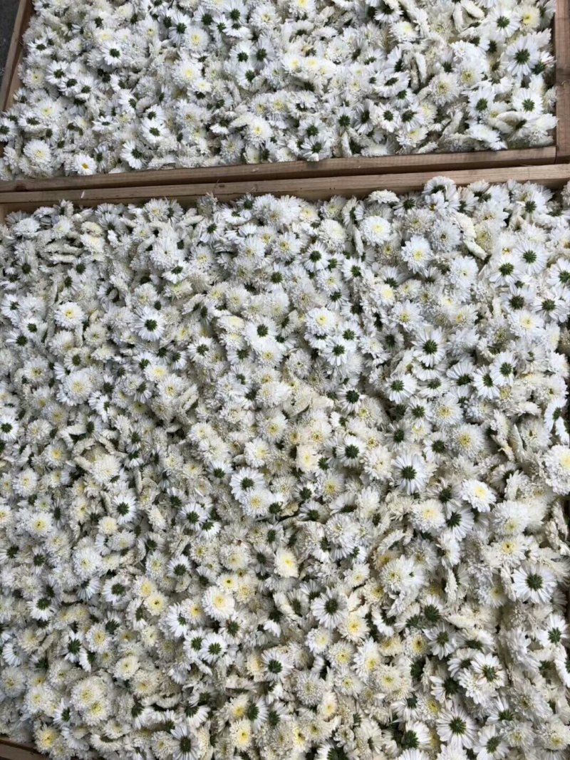 黄山贡菊