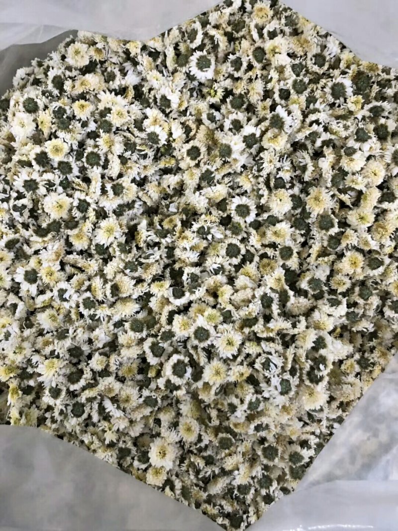 黄山贡菊