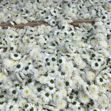 黄山贡菊