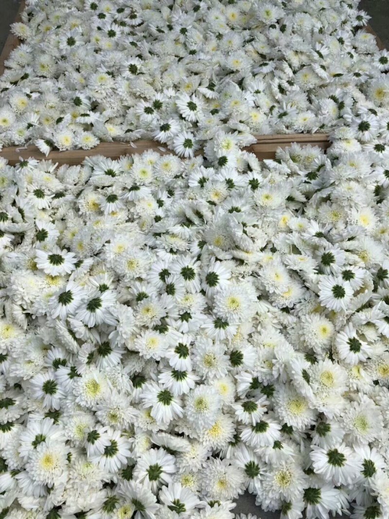 黄山贡菊