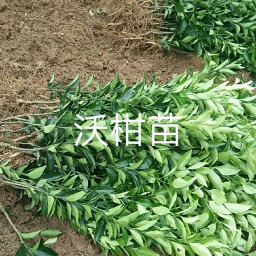 沃柑苗品质保证签合同销售+后期技术指导免费30-50公