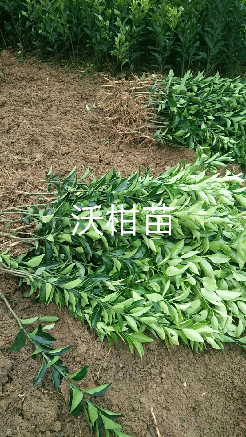 沃柑苗品质保证签合同销售+后期技术指导免费30-50公