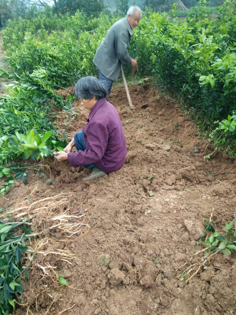 沃柑苗品质保证签合同销售+后期技术指导免费30-50公