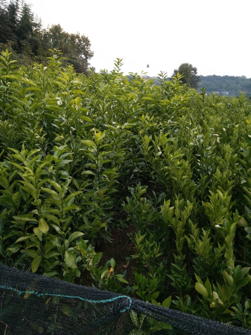 沃柑苗品质保证签合同销售+后期技术指导免费30-50公