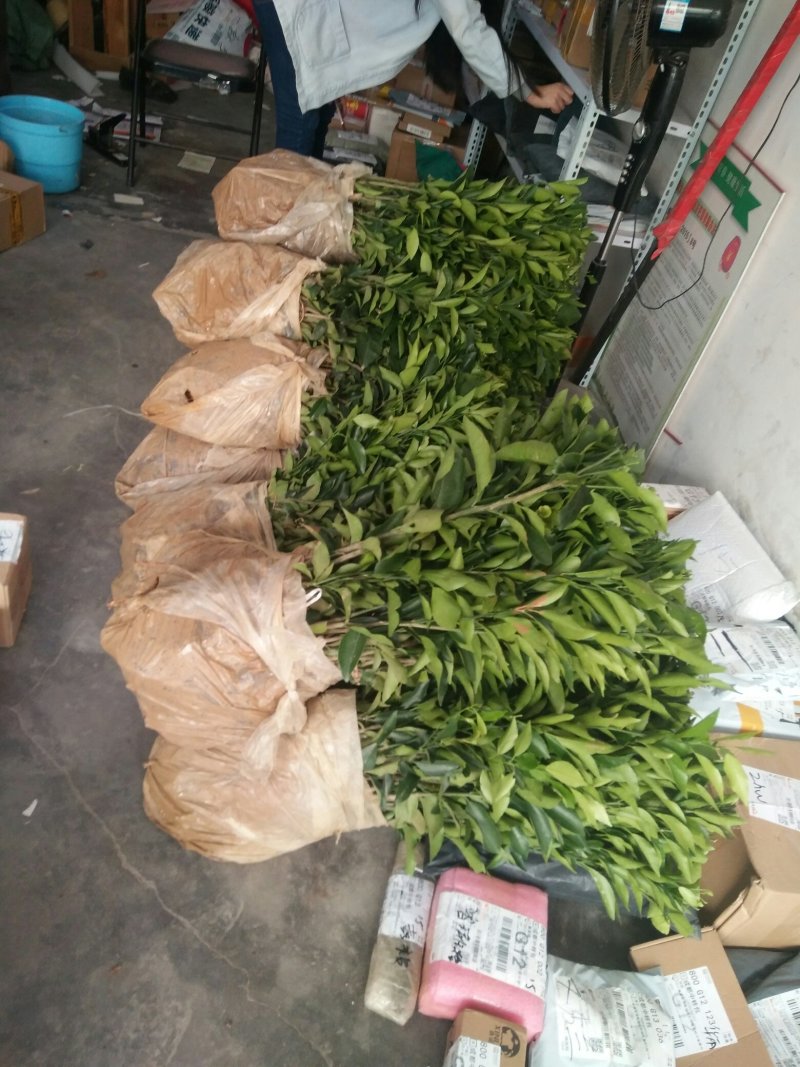 沃柑苗品质保证签合同销售+后期技术指导免费30-50公