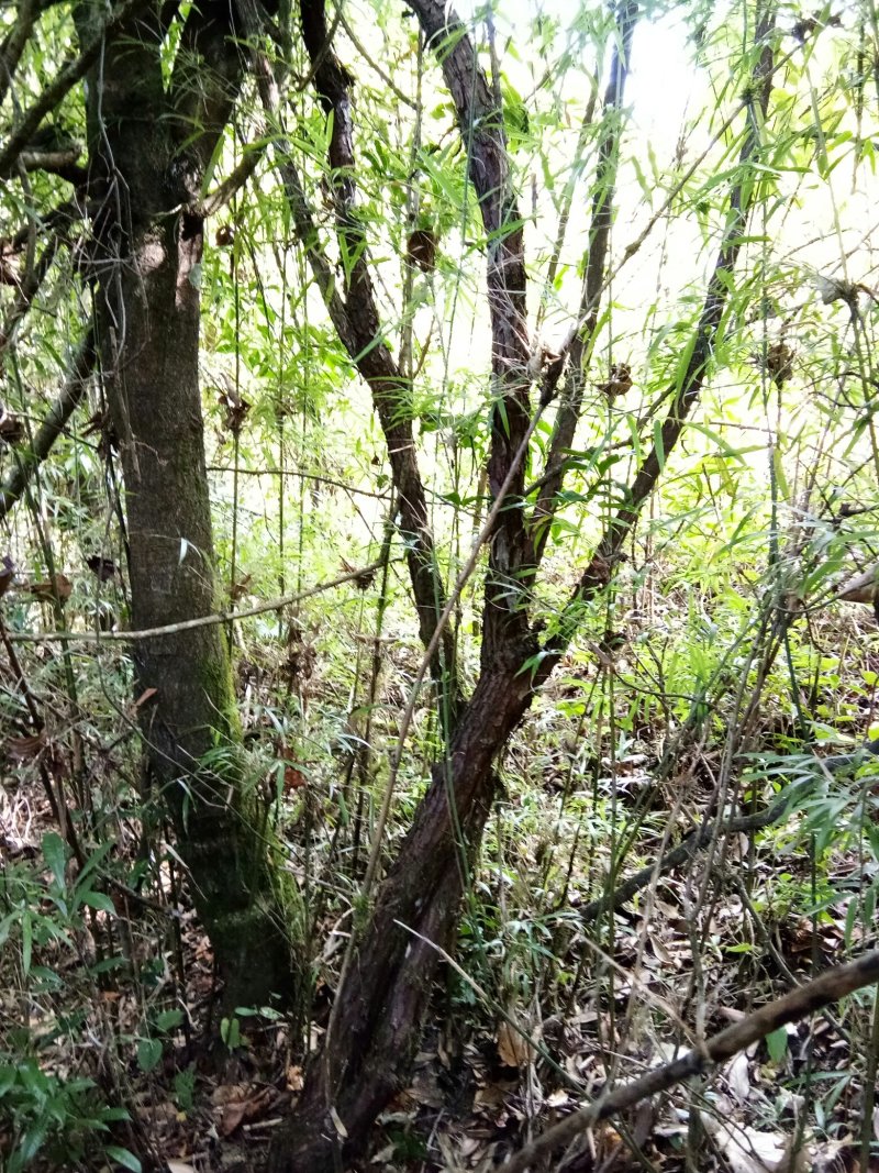 云南省大理州漾濞县山木香红刺藤现货供应，欢迎选购