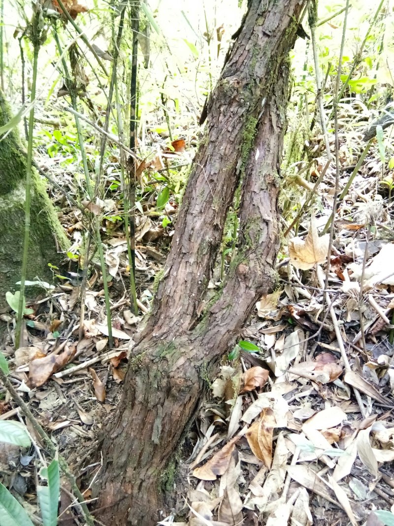 云南省大理州漾濞县山木香红刺藤现货供应，欢迎选购