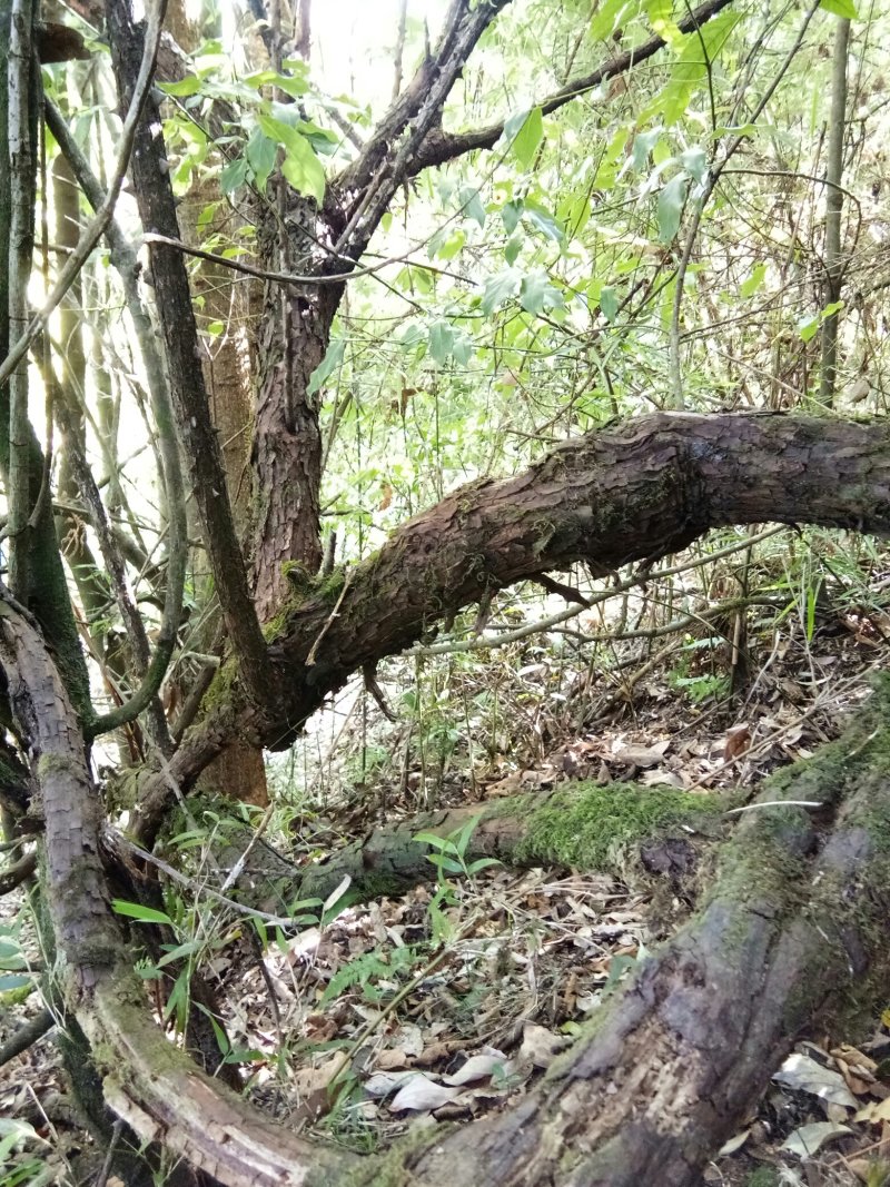 云南省大理州漾濞县山木香红刺藤现货供应，欢迎选购