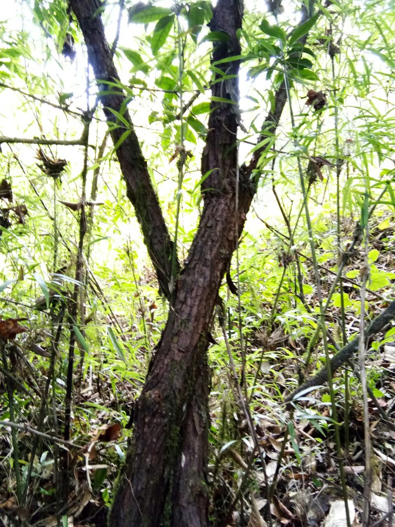 云南省大理州漾濞县山木香红刺藤现货供应，欢迎选购