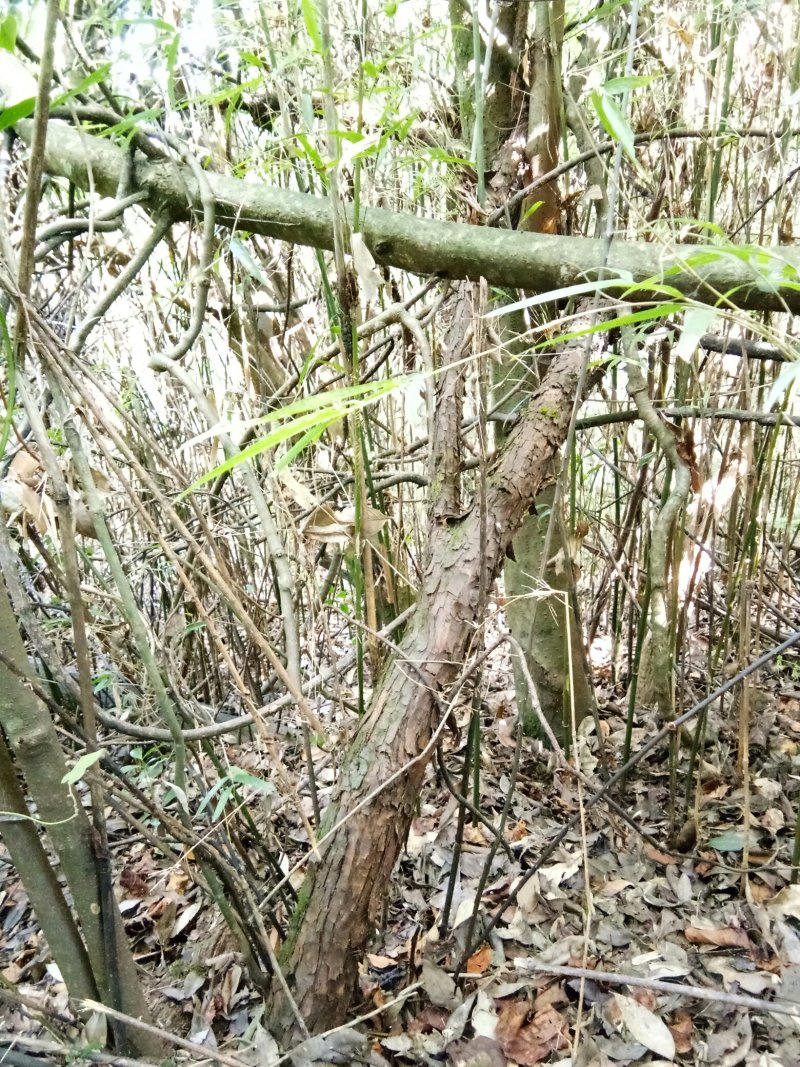 云南省大理州漾濞县山木香红刺藤现货供应，欢迎选购