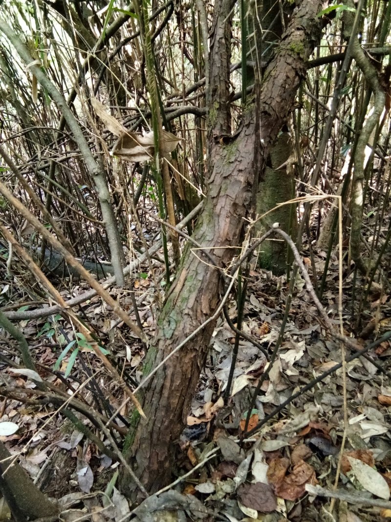 云南省大理州漾濞县山木香红刺藤现货供应，欢迎选购