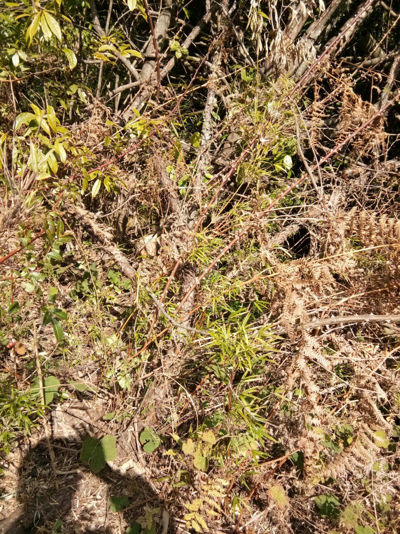 云南省大理州漾濞县山木香红刺藤现货供应，欢迎选购