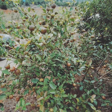 出售茶油，茶子野生茶油茶子