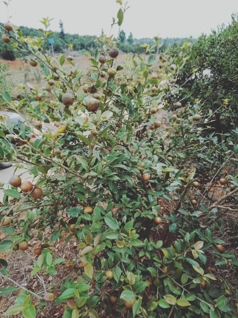 出售茶油，茶子野生茶油茶子