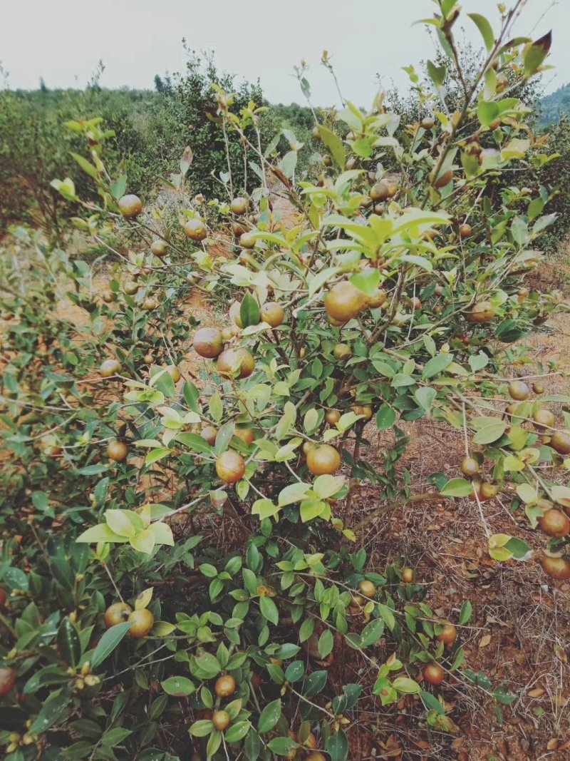 出售茶油，茶子野生茶油茶子