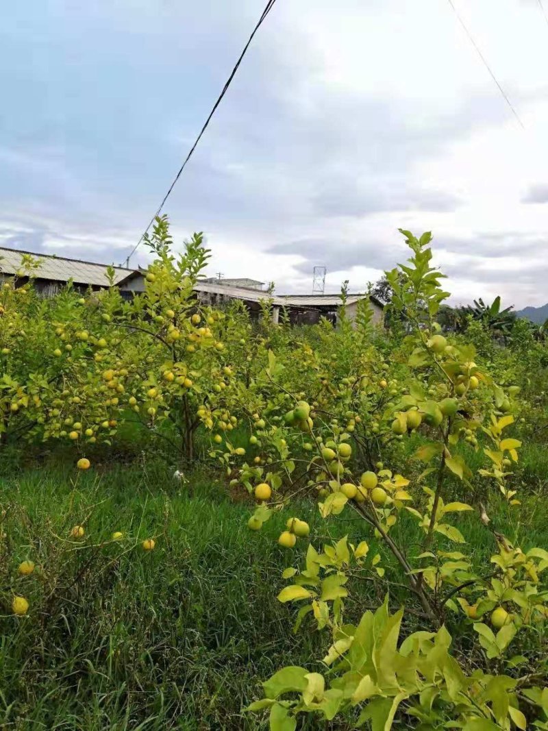 黄柠檬（尤力克，美国大柠檬）基地300余亩，基