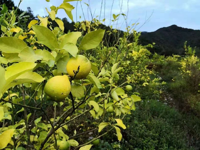 黄柠檬（尤力克，美国大柠檬）基地300余亩，基