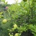 黄柠檬（尤力克，美国大柠檬）基地300余亩，基