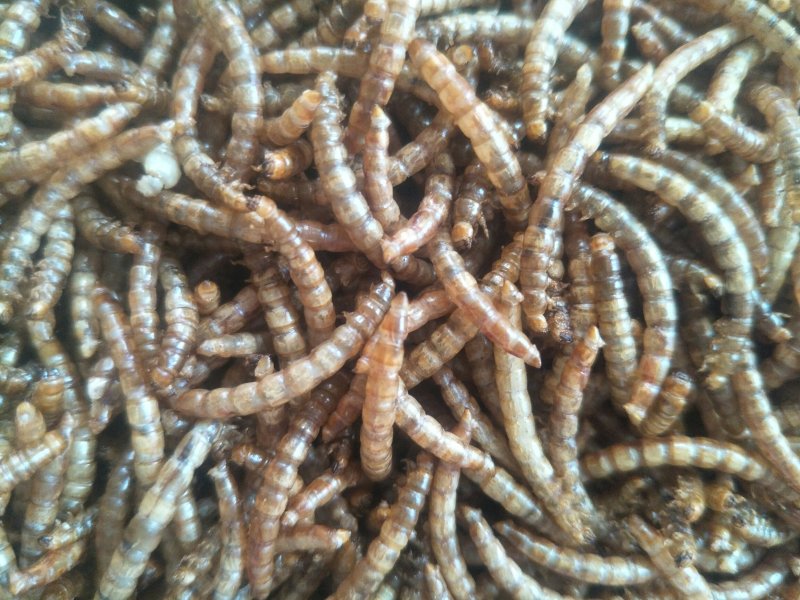黄粉虫干虫