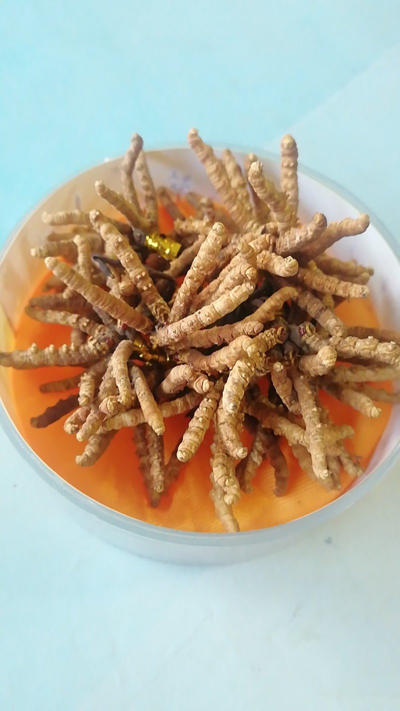 长期供应西北藏区特产！
