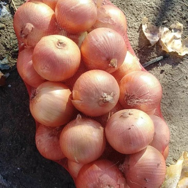 供应黄皮大洋葱8cm以上