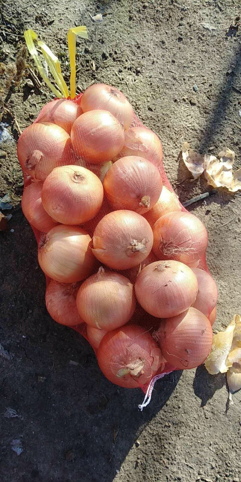 供应黄皮大洋葱8cm以上