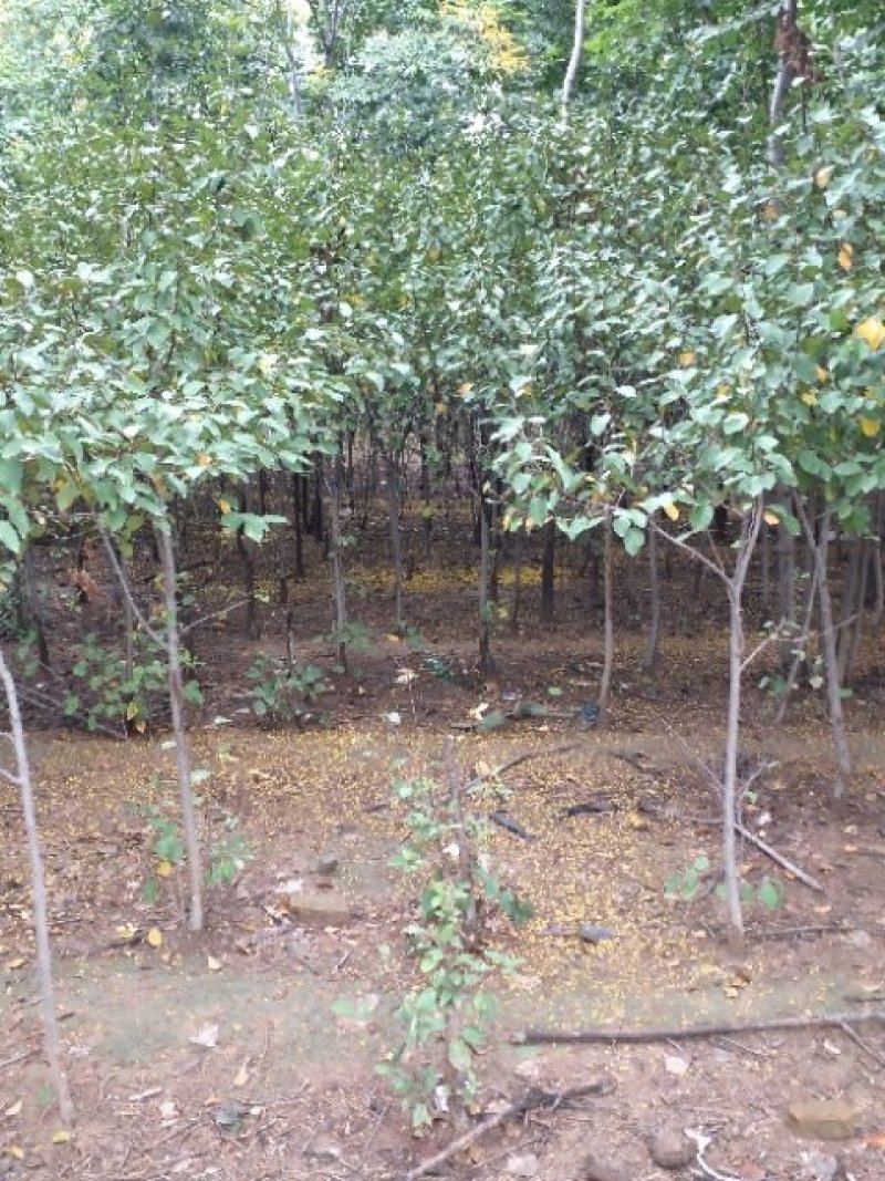 北美海棠
