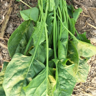 优质菠菜
